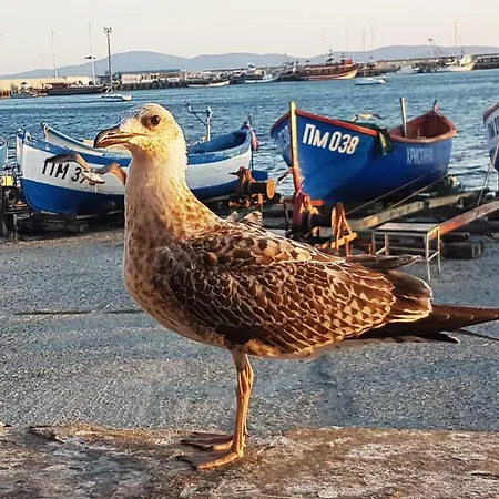 Blue Bay Sea View * Pomorie