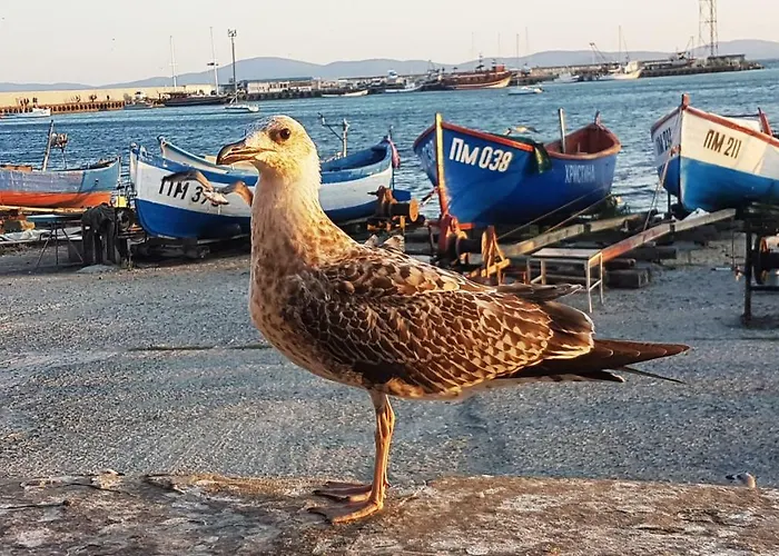 Blue Bay Sea View * Pomorie
